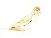 Canyon towhee, watercolor