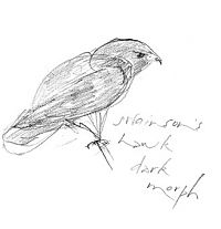 swainson's  hawk, watersoluble graphite