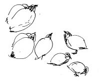 Montezuma quail at water, Indian Lodge