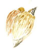 Montemuza quail at water, Indian Lodge