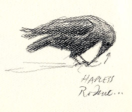 American crow, eating hapless rodent American crow, eating hapless rodent