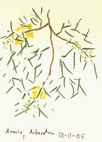 Acacia in UCD Arboretum