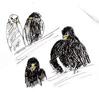 Common black-hawk
