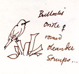 Female Bullock's oriole, pen and ink