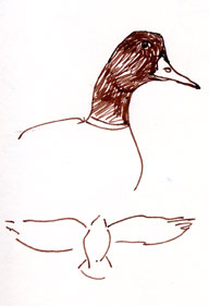 Mallard, pen and ink