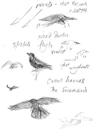 Wind, hot from the north -- crows and wood ducks