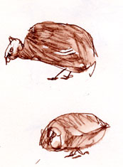 Guinea fowl on UC Davis campus