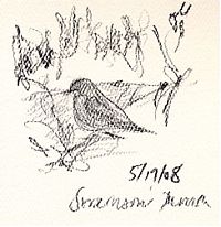 Swainson's thrush, prismacolor