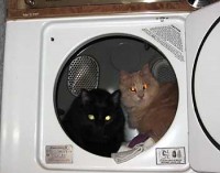 Cats in the dryer