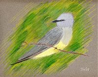 Western kingbird: pastel on Canson mi-teintes
