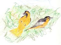 Bullock's oriole in mulberry, prismacolor on canson mi-teintes