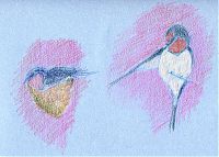 Barn swallow, prismacolor on Canson mi-teintes