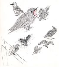 Begging juvenile American crow, prismacolor on sketchpaper