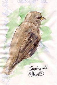 Swainson's hawk: pen and watercolor wash
