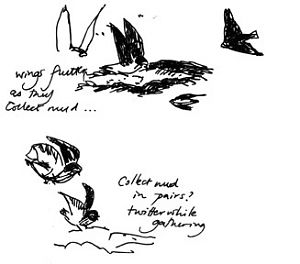 Cliff swallows gathering mud, pen and ink