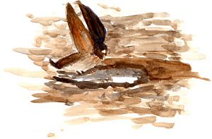 Cliff swallow gathering mud, watercolor