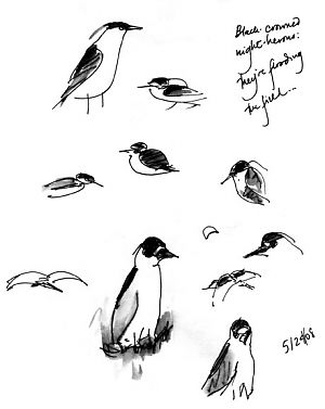 Black-crowned Night-heron, pen and ink