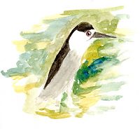 Black-crowned Night-heron, watercolor