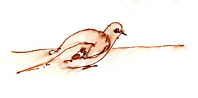 Mourning dove, pen and ink