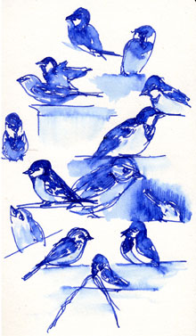 House sparrows at the Coop, pen and ink