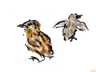 Western gull chicks, pen and wash