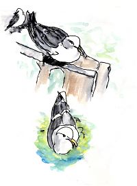 Western gulls on nest, pen and watercolor