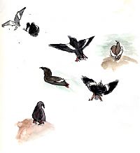 Pigeon guillemots, pen and watercolor wash