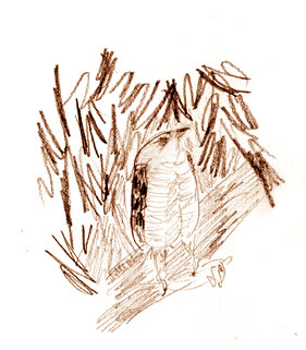 Red-shouldered hawk with prey, graphite