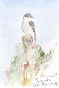 Hammond's flycatcher, watercolor