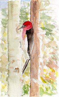 Red-breasted sapsucker, watercolor