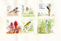 Sierra Valley pages from sketchbook