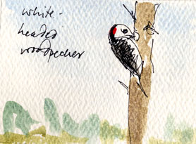 White-headed woodpecker, pen and watercolor