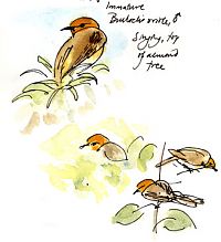 Bullock's oriole, pen and watercolor wash