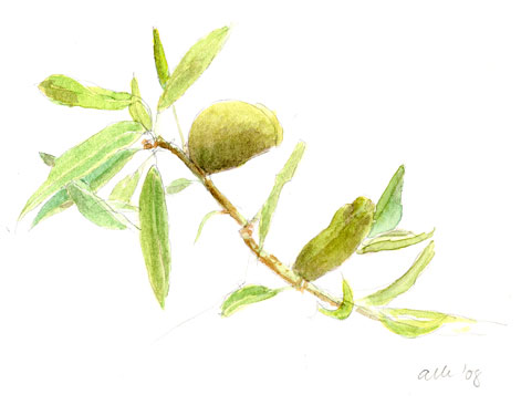 Green almonds: watercolor