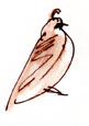 California quail, pen and ink