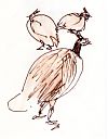 Peahen with young, pen and ink