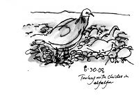 Turkey hen with chicks, pen and ink