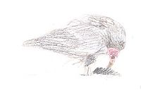Turkey vulture eating ground squirrel carcass, prismacolor