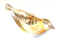 Black-headed grosbeak, watercolor