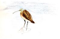 Long-billed curlew, Derwent Signature