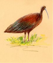 White-faced ibis, pastel on Canson Mi-Teintes
