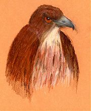 Red-tailed hawk, pastel