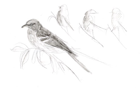 Northern Mockingbird: Derwent graphitint on paper