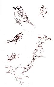Birds on a Thursday morning: pen and ink