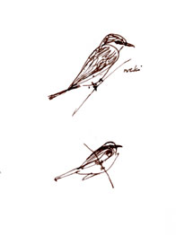 Western kingbird; pen and ink