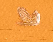 Barn owl: derwent drawing pencils on Canson mi-teintes