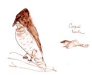 Cooper's hawk, pen and ink