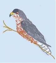 Cooper's hawk, digital
