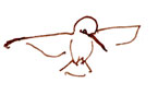 Anna's hummingbird, pen and ink