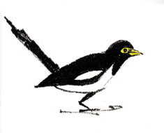 Yellow-billed magpie, brush and ink and colored pencil